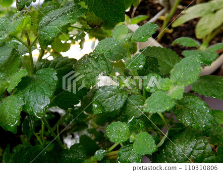 Lemon balm flowers and water drops Lemon balm flowers and water drops 110310806