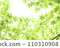 Refreshing fresh green 110310908