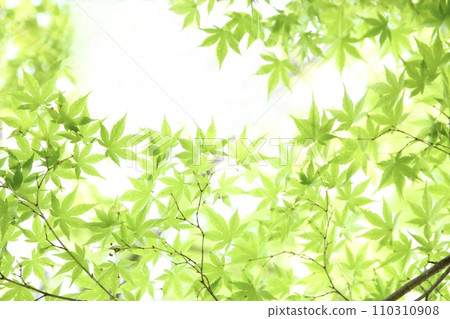 清新的綠色 清新的綠色 110310908