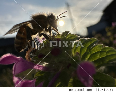 蜜蜂採蜜 蜜蜂採蜜 110310954