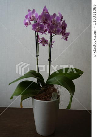 potted western orchid 110311069