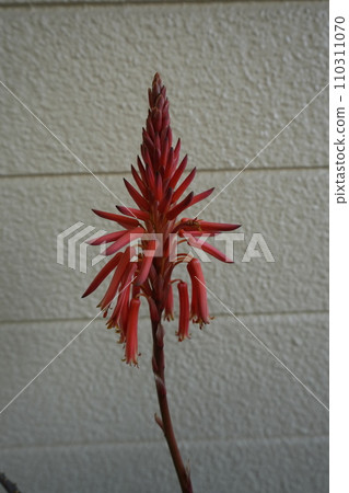 Up aloe flowers 110311070