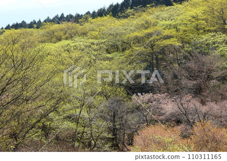 New buds of broad-leaved trees and wild cherry blossoms, spring mountain landscape, ridge New buds of broad-leaved trees and wild cherry blossoms, spring mountain landscape, ridge 110311165