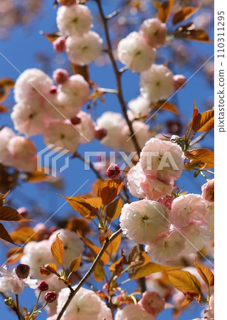 Fugenzou，Fugenzou，雙櫻花，藍天背景，特寫 110311295