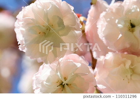 Fugenzou，Fugenzou，雙櫻花，藍天背景，特寫 110311296