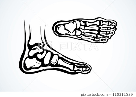 Bones of the foot. Vector drawing Bones of the foot. Vector drawing 110311589