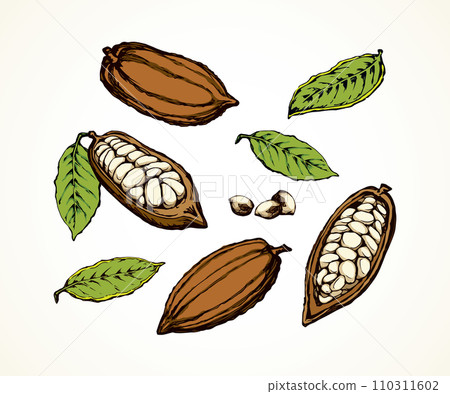 Cocoa Fruits. Vector drawing 110311602