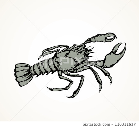 Lobster. Vector drawing Lobster. Vector drawing 110311637