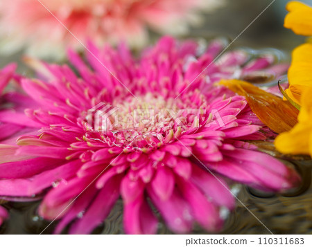 Drops in the flower wash Drops in the flower wash 110311683