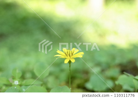 Yellow flower 110311776