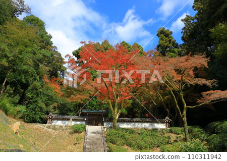 Emperor Takakura Goseikanji Mausoleum and autumn leaves 110311942