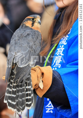 Long-tailed falcon in the hands of a falconer A trained falcon 110312181