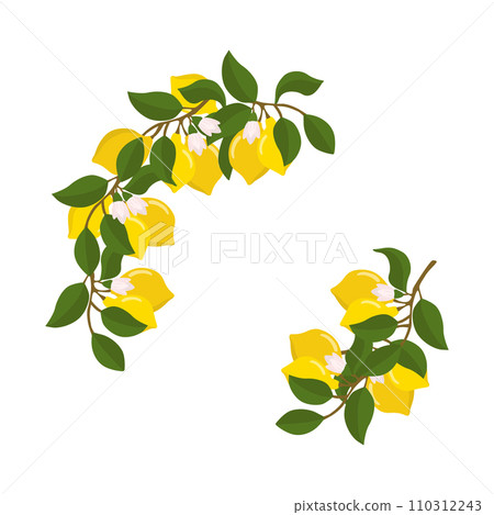 A composition of lemon twigs and lemons in the form of a wreath. Citrus composition. Vector illustration isolated on a white background. A composition of lemon twigs and lemons in the form of a wreath. Citrus composition. Vector illustration isolated on a white background. 110312243