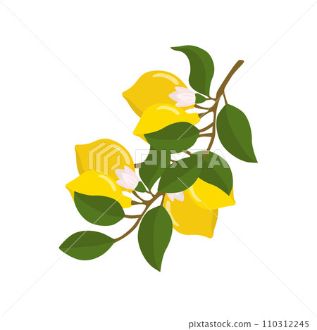 A composition of lemon twigs and lemons in the form of a wreath. Citrus composition. Vector illustration isolated on a white background. 110312245