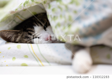 Kijishiro 貓睡在蒲團裡 110312283