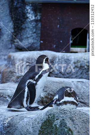 Penguin standing by the water Penguin standing by the water 110312452