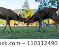 Deer headbutt in Nara Park 110312490