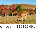 A fawn in Nara Park 110312491