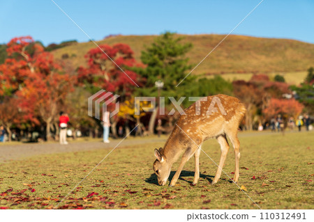 A fawn in Nara Park 110312491