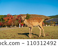 A fawn in Nara Park 110312492