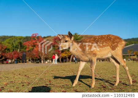 A fawn in Nara Park 110312493