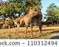 A fawn in Nara Park 110312494