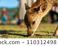 A fawn in Nara Park 110312498