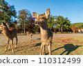 A fawn in Nara Park 110312499