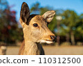 A fawn in Nara Park 110312500
