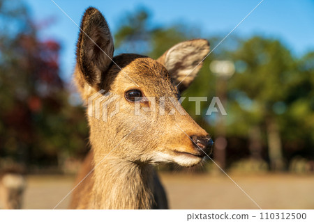 A fawn in Nara Park 110312500