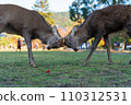Deer headbutt in Nara Park 110312531