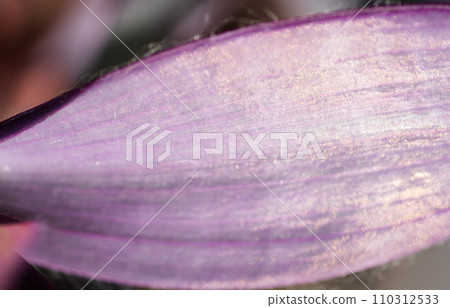 beautiful purple domestic tradescantia leaf texture in sunny rays. extreme macro shot beautiful purple domestic tradescantia leaf texture in sunny rays. extreme macro shot 110312533