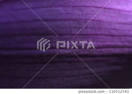 deep purple domestic tradescantia leaf texture with blur. extreme macro shot with selective focus 110312543