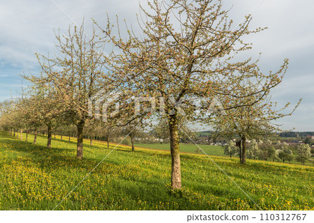 Spring landscape in Switzerland with blossoming apple trees and dandelion meadow Spring landscape in Switzerland with blossoming apple trees and dandelion meadow 110312767