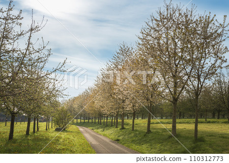 Alley of blossoming fruit trees along small road in Switzerland Alley of blossoming fruit trees along small road in Switzerland 110312773