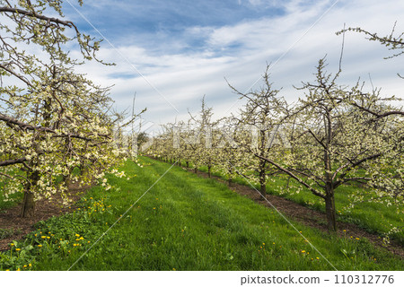 Blossoming fruit orchard in Switzerland Blossoming fruit orchard in Switzerland 110312776