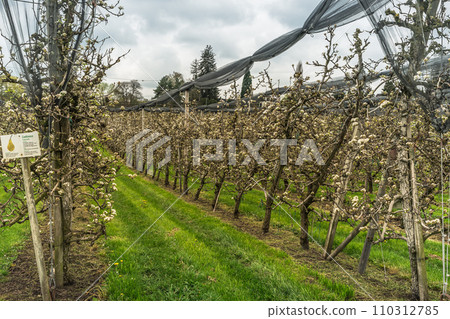 Flowering pear trees (conference pears) in orchard, Switzerland 110312785