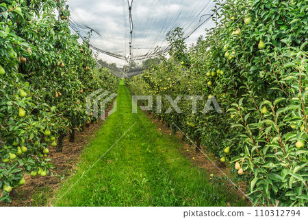 Pear orchard (Pyrus communis) with ripe fruits protected by a hail net Pear orchard (Pyrus communis) with ripe fruits protected by a hail net 110312794