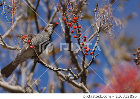 柳科鵯，正在尋找柳科的紅色漿果。 110312850