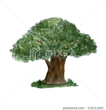 High quality watercolor oak tree illustration isolated on white 110312885