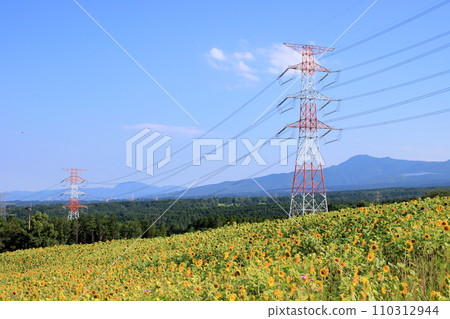 Sunflower fields and power lines spread out against the blue sky Sunflower fields and power lines spread out against the blue sky 110312944
