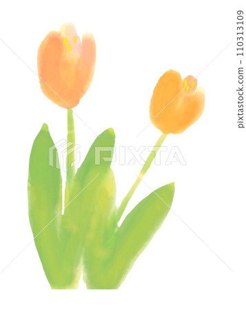 Illustration of tulips drawn in watercolor Illustration of tulips drawn in watercolor 110313109