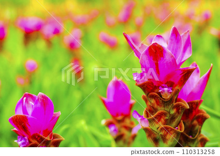 pink flower Wild siam tulips blooming nature background 110313258