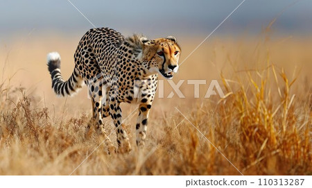 荒野奔跑的獵豹2 110313287