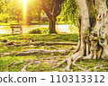 Sunlight  in a Park in city. Spring meadow with big tree with fresh green leaves 110313312