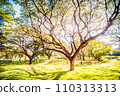 Beautiful trees in a park with Sunlight in early morning 110313313