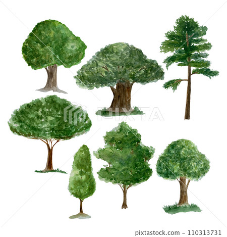 Conifers and leafy trees watercolor illustration isolated on white Conifers and leafy trees watercolor illustration isolated on white 110313731