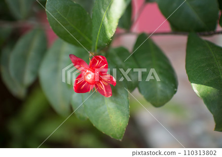 Ochna serrulata or small-leaved plane or carnival ochna 110313802