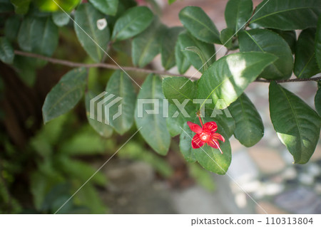 Ochna serrulata or small-leaved plane or carnival ochna 110313804