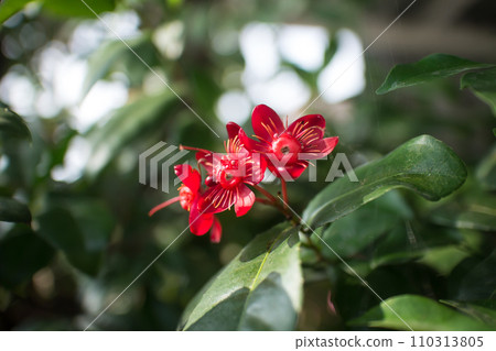Ochna serrulata or small-leaved plane or carnival ochna 110313805